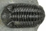 Detailed Morocops Trilobite - Ofaten, Morocco #323718-1